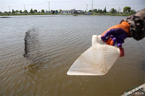 虾吃什么食物(养虾吃什么饲料)