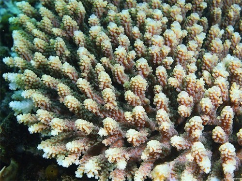 虾吃什么食物(养虾吃什么饲料)