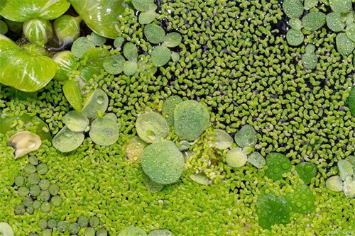 虾吃什么食物(养虾吃什么饲料)