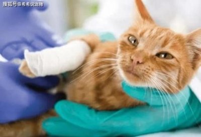 ​500元以内宠物猫
