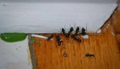驱赶蚂蚁简单的方法,如何处理家里有蚂蚁的方法图4