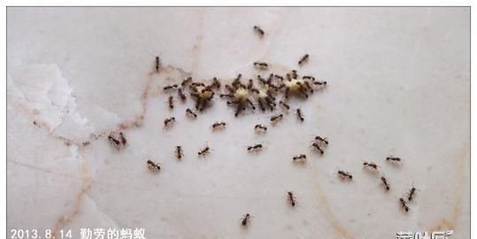 用什么东西可以驱走家里的蚂蚁呢