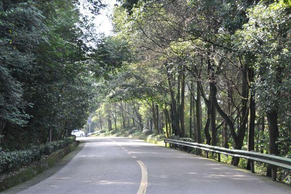 铁山坪森林公园有什么好玩的（铁山坪森林公园）(1)
