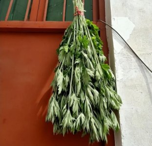 ​端午节艾草挂门口什么寓意（端午节挂艾草有哪些讲究）