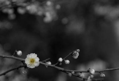 ​关于重阳节祝福朋友圈说说（精选30句）
