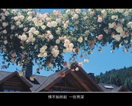 父亲父亲节祝福语简短
