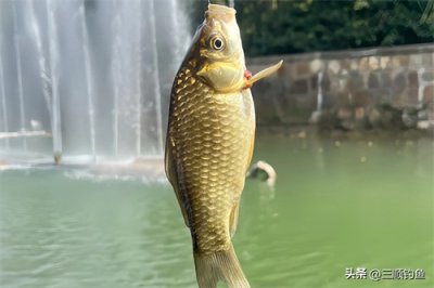 ​春季野钓鲫鱼实用技巧大公开！十分钟连钓四条，就这么简单！