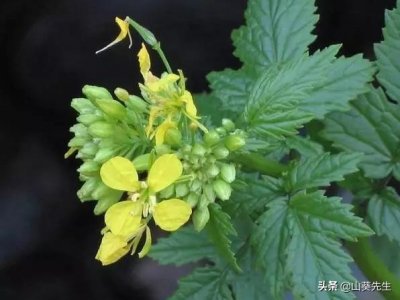 ​你吃的芥末99%都是假的 真正的wasabi贵着呢