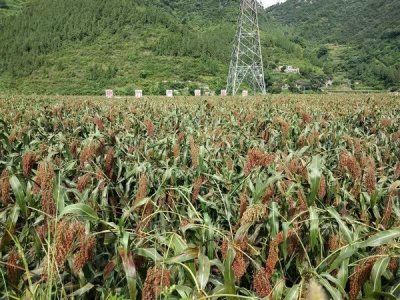 ​习酒镇：迈向高速发展的快车道