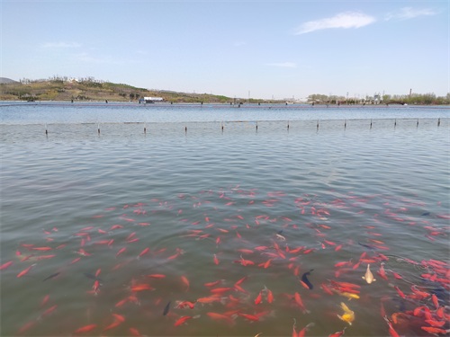 龙泉湖湿地公园-石家庄周边自驾郊游踏青赏花野餐亲子推荐