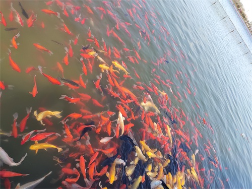 龙泉湖湿地公园-石家庄周边自驾郊游踏青赏花野餐亲子推荐