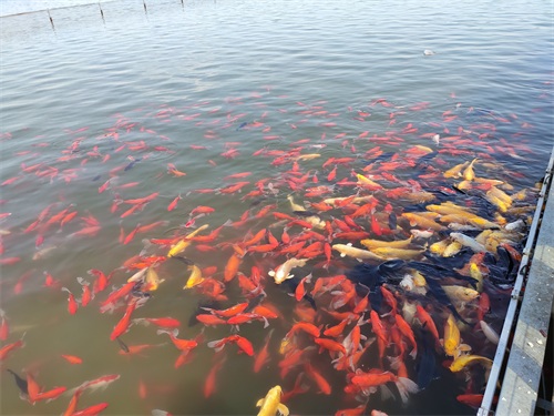 龙泉湖湿地公园-石家庄周边自驾郊游踏青赏花野餐亲子推荐
