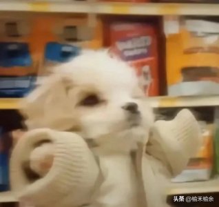 ​分享五本养崽文！毛茸茸软fufu，可爱的幼崽等你来哟！