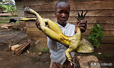 ​10种动物界的“巨无霸”，每一种都让人难以置信，你见过几个？