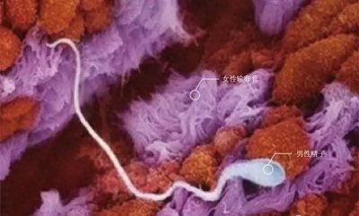 ​10月胎儿形成全过程，8张图带你了解真相，感受生命的奇迹