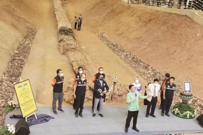 ​全球最长树化玉，载入吉尼斯世界纪录