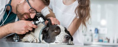 ​狗狗吃很多东西会胀死吗 狗吃的少喝水多