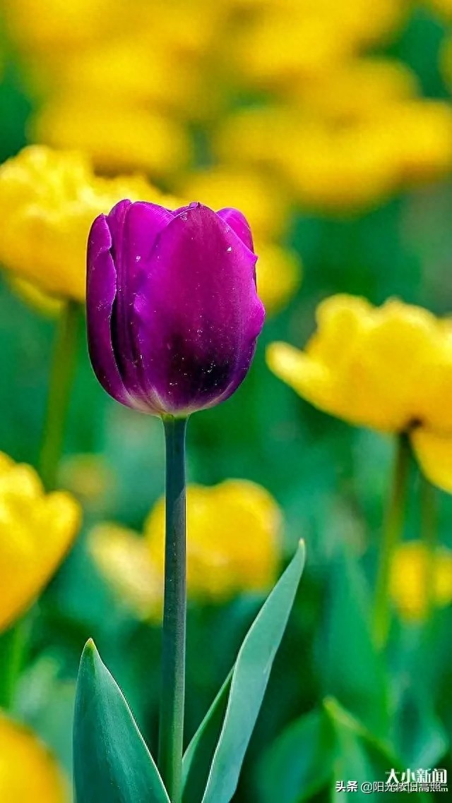 一句话经典励志带字唯美图片