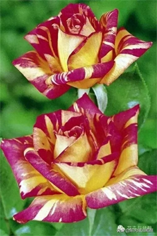 一句话经典励志带字唯美图片