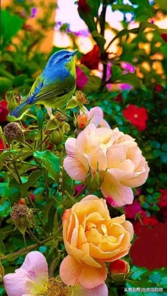 一句话经典励志带字唯美图片