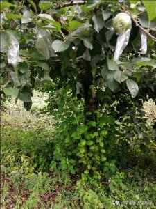 ​苹果树根生的萌蘖，大部分要刨掉，但这两种情况可以充分利用