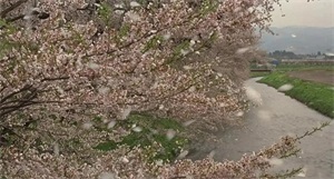 最美的女孩去世（她突然去世真相刺痛全网）(9)