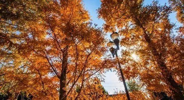 立冬前快去看看!请收好这份威海爆款赏秋地图!