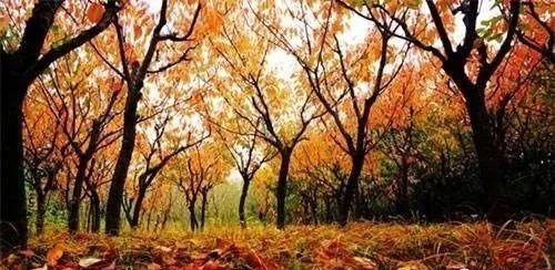 立冬前快去看看!请收好这份威海爆款赏秋地图!