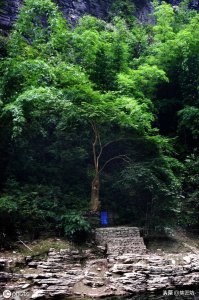 ​翠如松柏，四季常青！珍稀盆景树种，中华蚊母养护创作分享