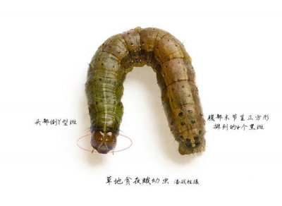 ​80张高清图片让你知道草地贪夜蛾到底长啥样！(附防控预案)