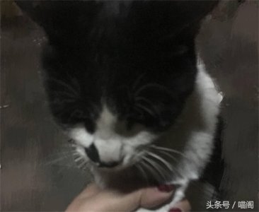 ​流浪猫为什么越来越来多，背后的真相你又了解多少