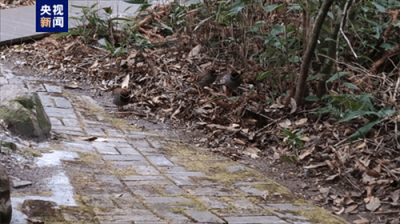 ​鹧鸪是保护动物吗(鹧鸪是国家几级保护动物)