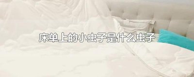​床单上的小虫子是什么虫子
