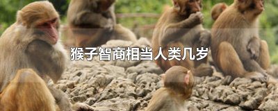 ​猴子智商相当人类几岁