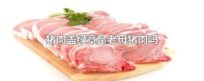 ​猪肉盖绿章是老母猪肉吗