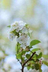 ​狂客嵌上联：情比金坚，海棠携手梨花老；下联该如何对好？