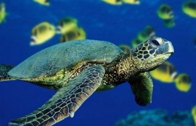 ​海龟自埋之谜，海龟将本人生坑深海淤泥中_海龟寻短见生坑