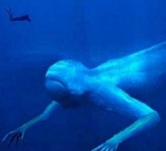 ​南极怪物ningen究竟，实则日原科学家神秘制作的新物种