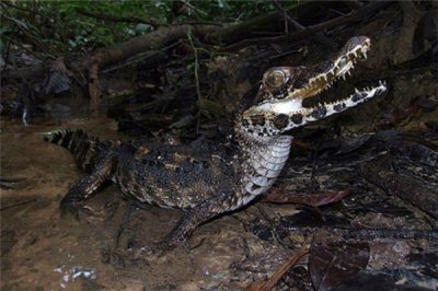​钝吻古鳄：鳄鱼中的小低子（孵化温度决断性其余动物）