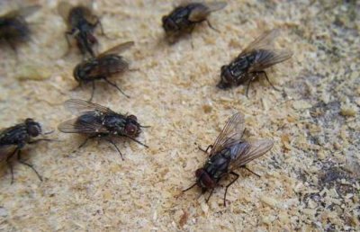 ​灭苍蝇的方法有哪些(苍蝇多太烦人？教你一个消灭苍蝇小妙招，让家里再也