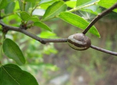 ​在农村有一种野味叫做“杨拉罐”,60、70、80你们吃过吗？