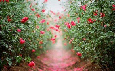 ​保护树木的宣传语100句