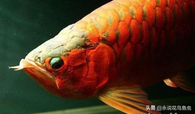 ​深度解析龙鱼掉眼，您的龙鱼掉眼了吗