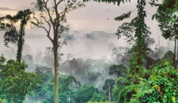 热带雨林气候特点,热带雨林气候房屋特点图3