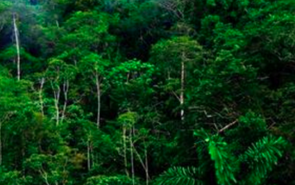 热带雨林气候特点,热带雨林气候房屋特点图4