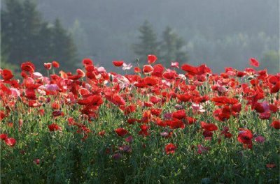 ​较拽说说86句