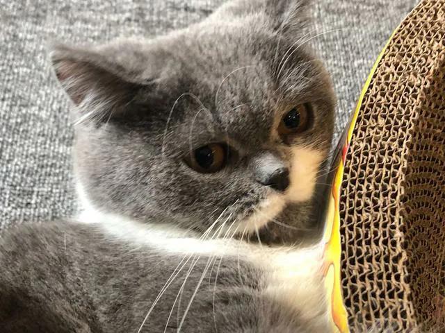 猫咪会给人带来福气嘛（猫喜欢接近有福报的人）