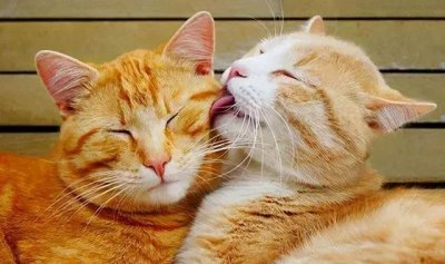 ​猫咪会给人带来福气嘛（猫喜欢接近有福报的人）