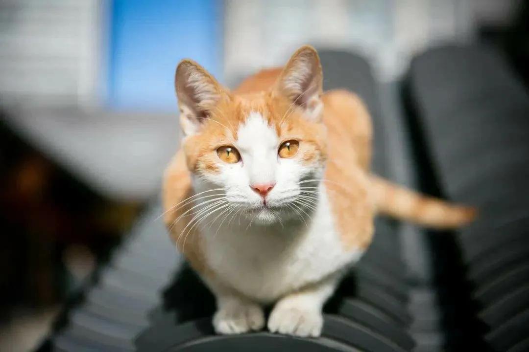 猫咪会给人带来福气嘛（猫喜欢接近有福报的人）