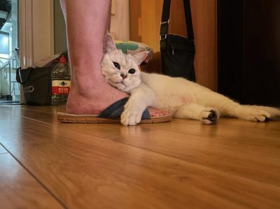 ​抱大腿什么意思（抱大腿的含义）